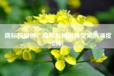 商标权案例，商标权纠纷典型案例深度剖析